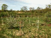 Morsetown Brook Planting-04-28-12